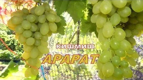 Кишмиш АРАРАТ...Красивый, вкусный и хрустящий бессемянный сорт винограда!