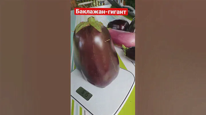 Урожай 2021! Баклажан-гигант.
