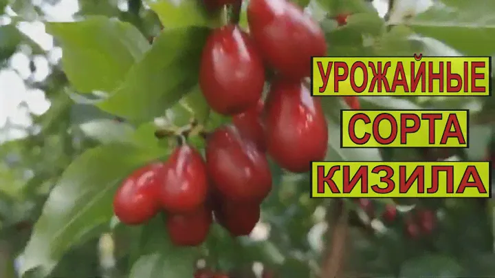 УРОЖАЙНЫЕ СОРТА КИЗИЛА  "СЕМЁН " И  "НЕЖНЫЙ". ЧАСТЬ 1