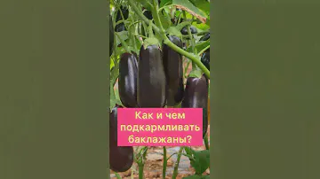 Полив баклажан удобрениями