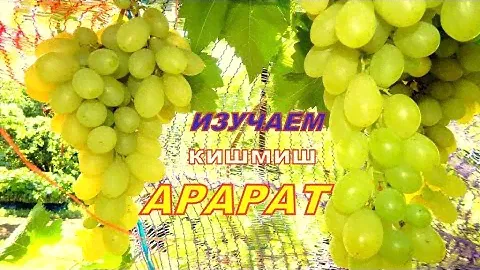 Кишмиш Арарат.Сравнение ягод в разрезе кишмишей Столетие  Аватар и Арарат!