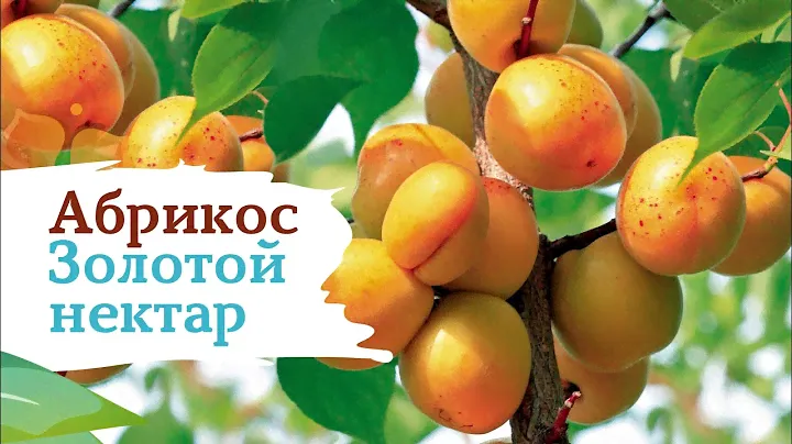 Абрикос Золотой Нектар