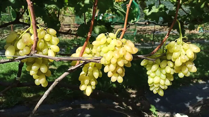 Кишмиш "Арарат"