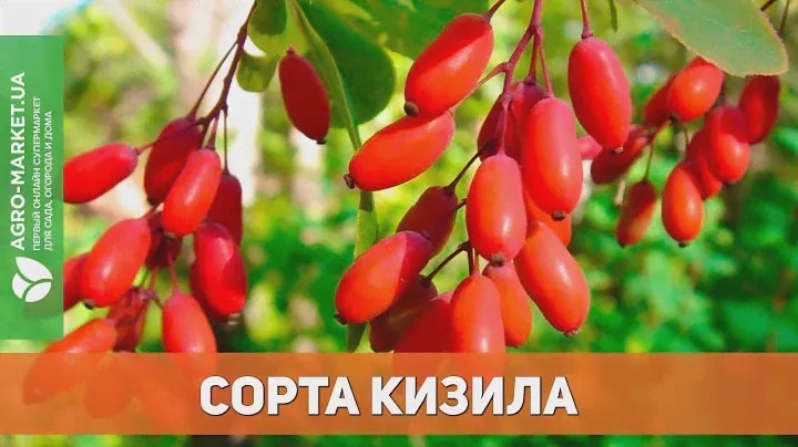 Популярные сорта кизила | Agro-Market.ua